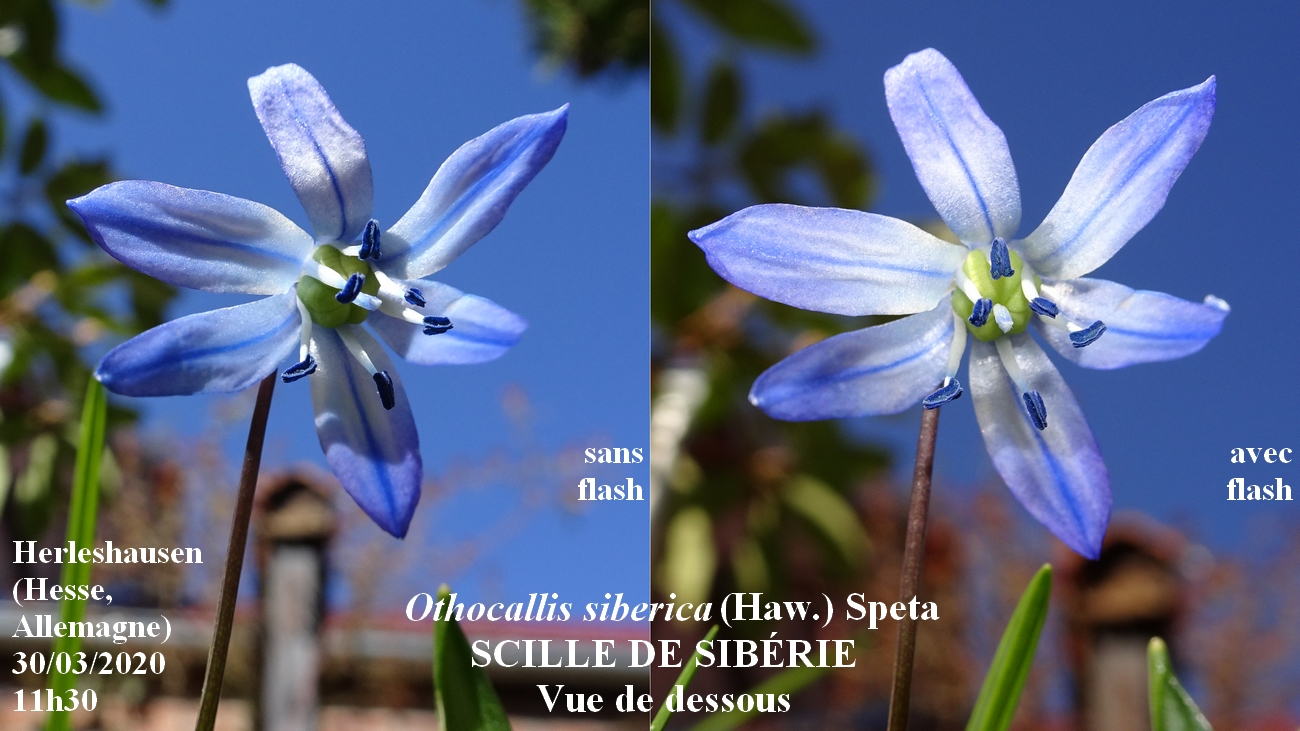 Annexe Scille vue de dessous.jpg