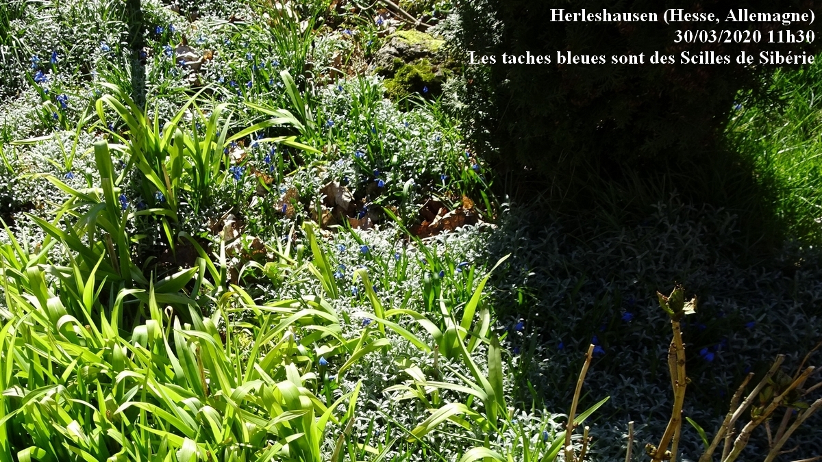 Annexe Scille vue ensemble.JPG