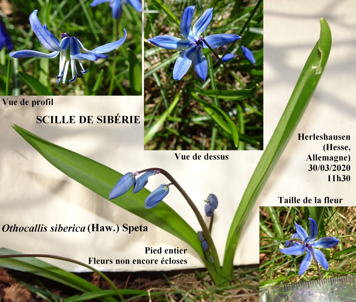 Annexe Scille-détails.jpg