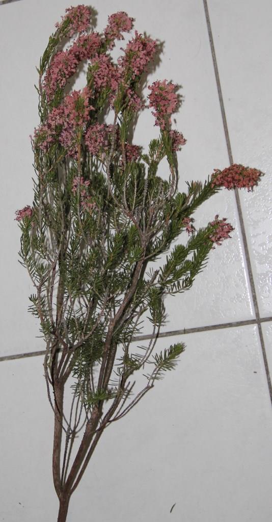 Annexe Vue densemble.jpg