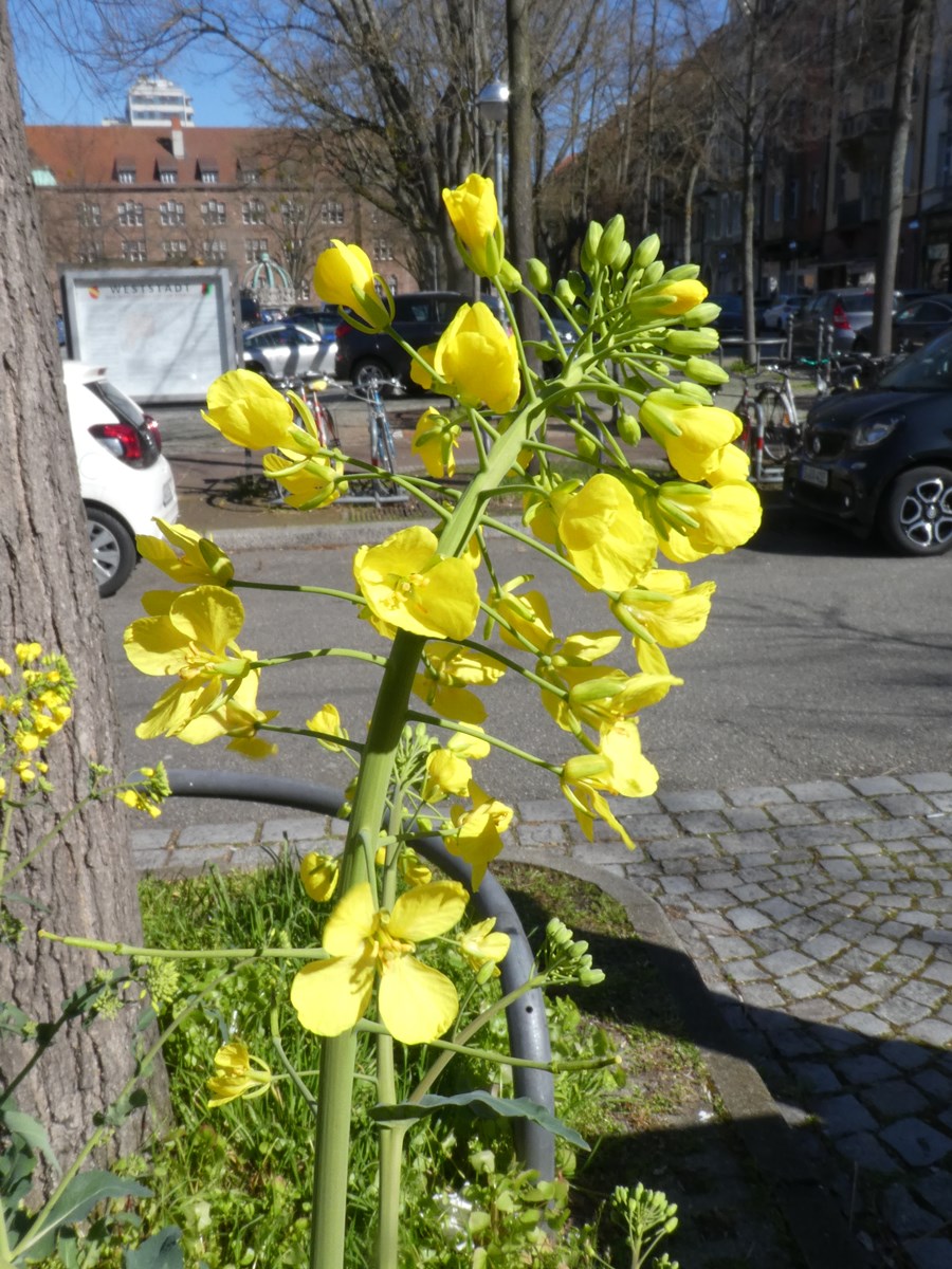 Annexe Brasica_napus_KA_200330_2_1200.JPG