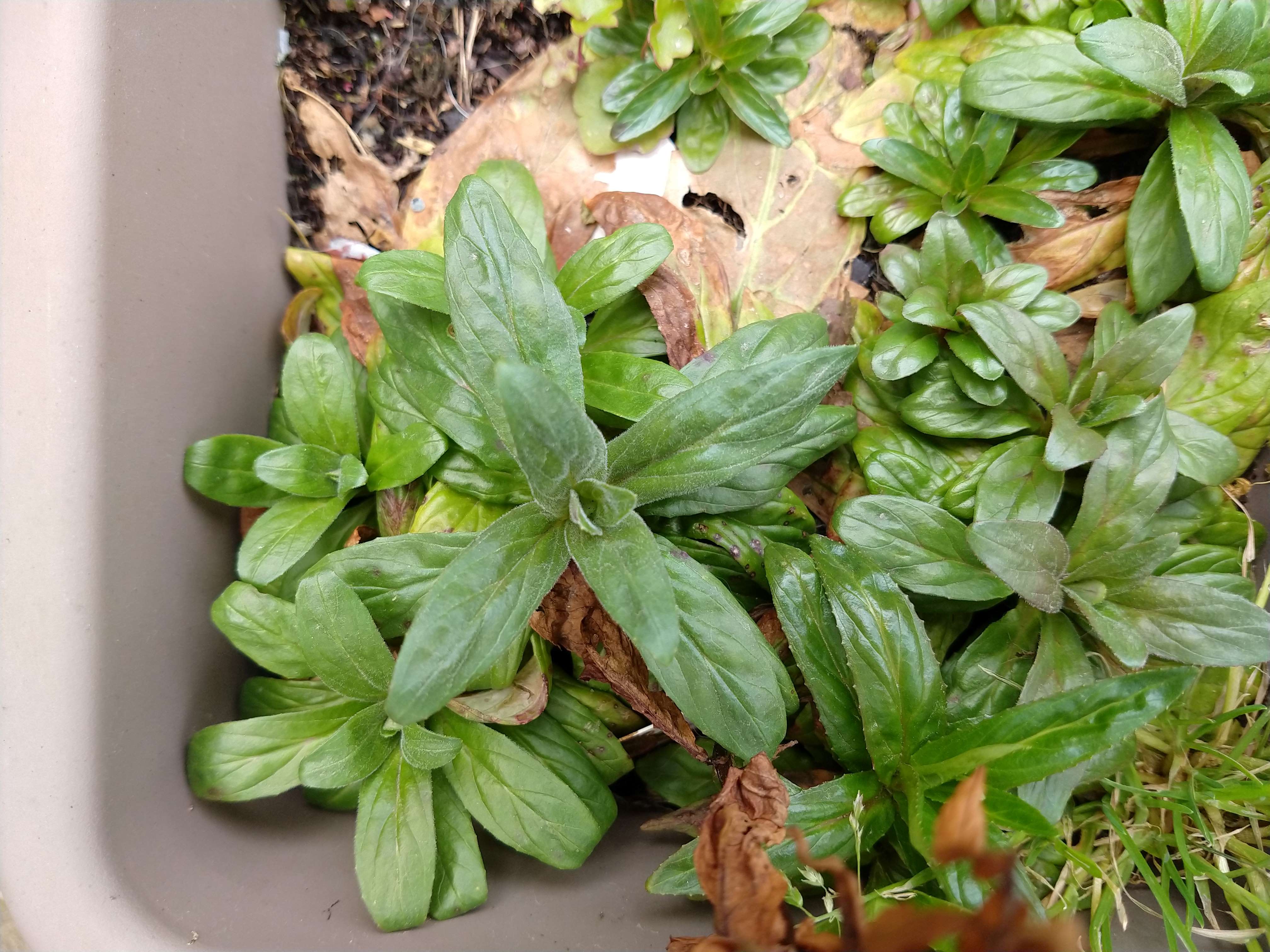 Annexe IMG_20200330_1433422712.jpg