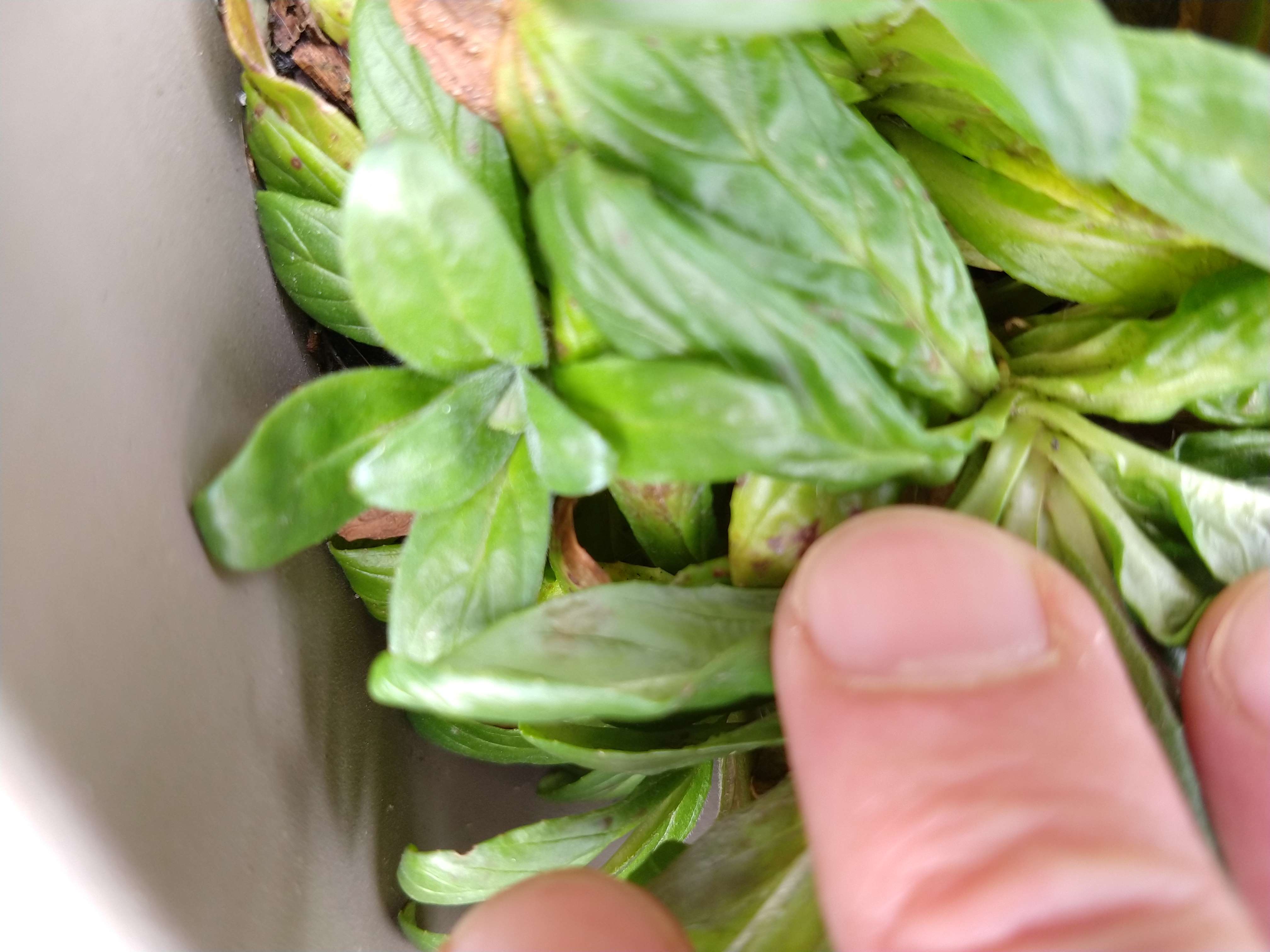 Annexe IMG_20200330_1433510012.jpg