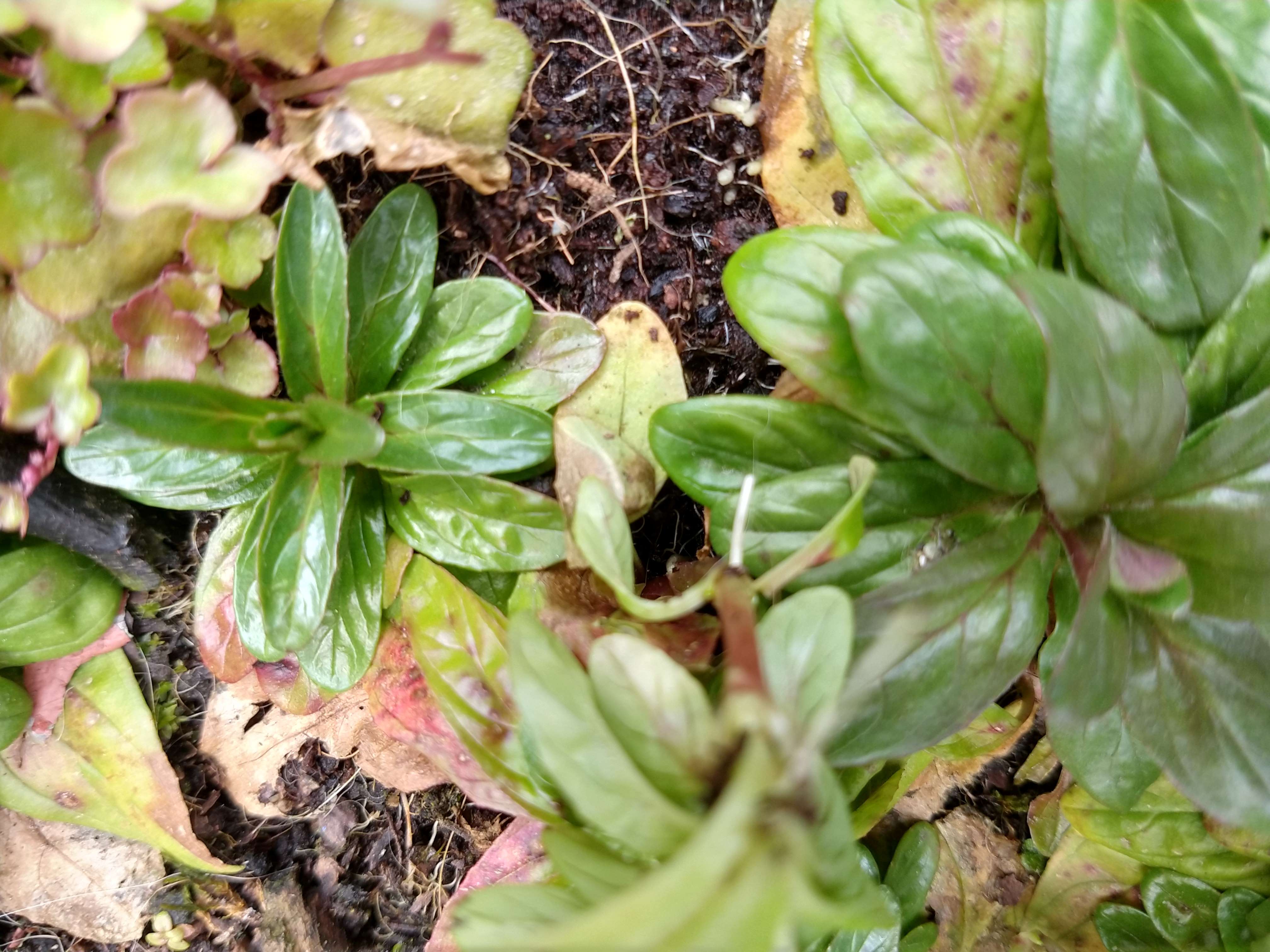 Annexe IMG_20200330_143436083_HDR2.jpg