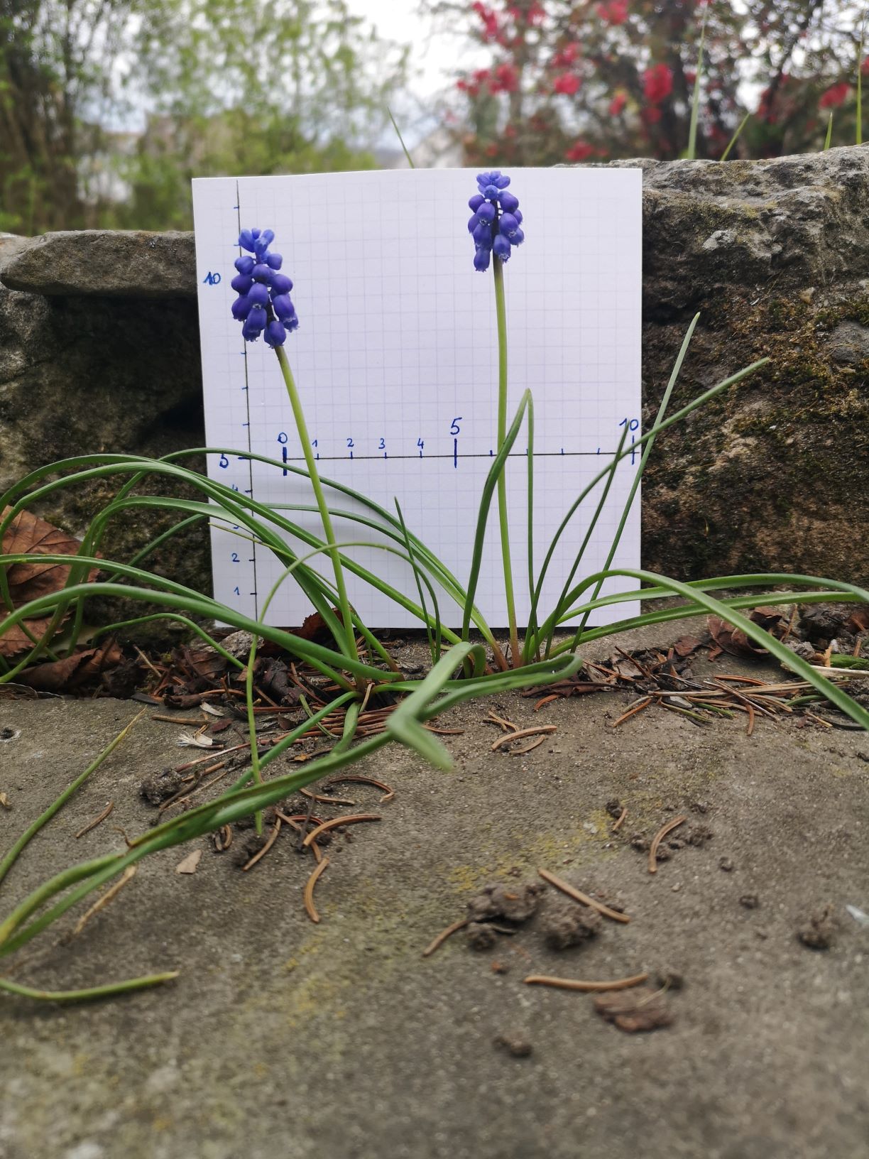 Annexe fleurs muscari.jpg
