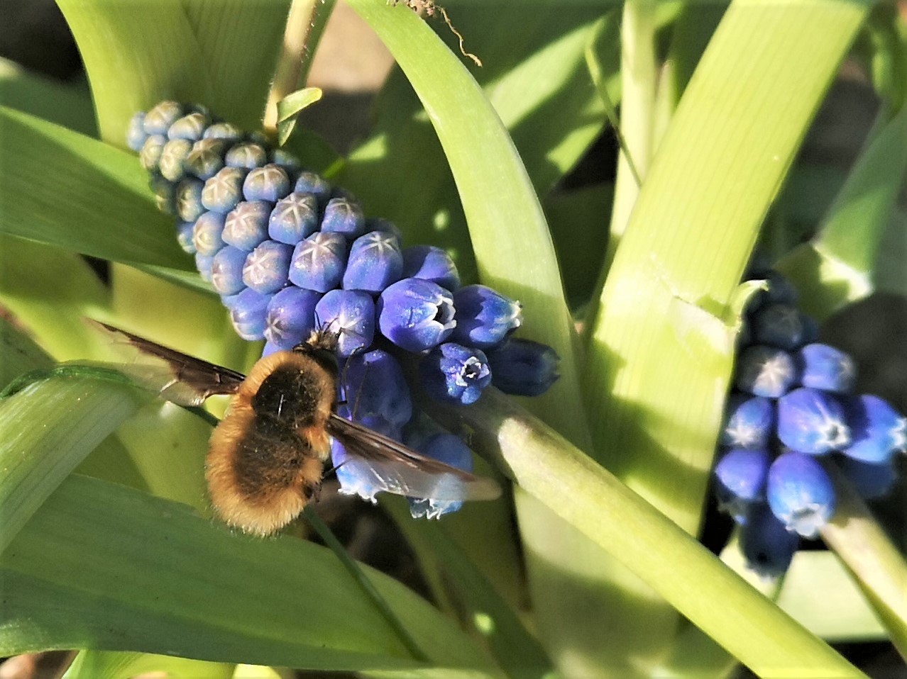Annexe muscari fleur.jpg