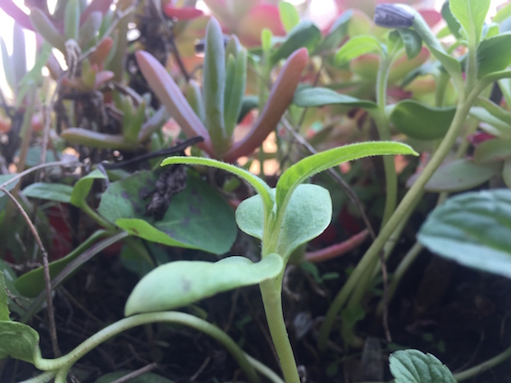 Annexe IMG_7612_Easy-Resize.com.jpg