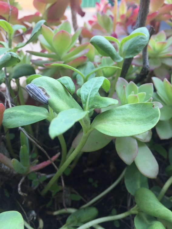 Annexe IMG_7613_Easy-Resize.com.jpg