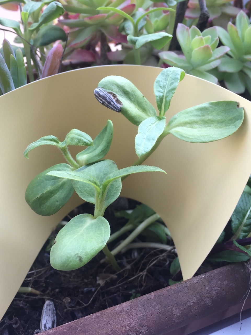 Annexe IMG_7617_Easy-Resize.com.jpg