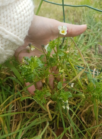 Annexe fleur 2.3.jpg