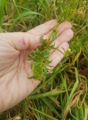 Annexe fleur 3.3.jpg