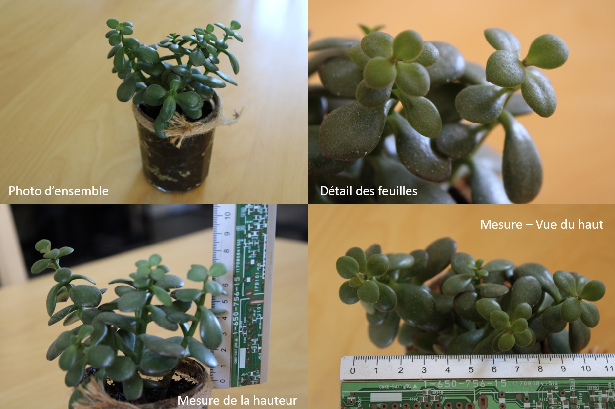 Annexe Crassula ovata.jpg