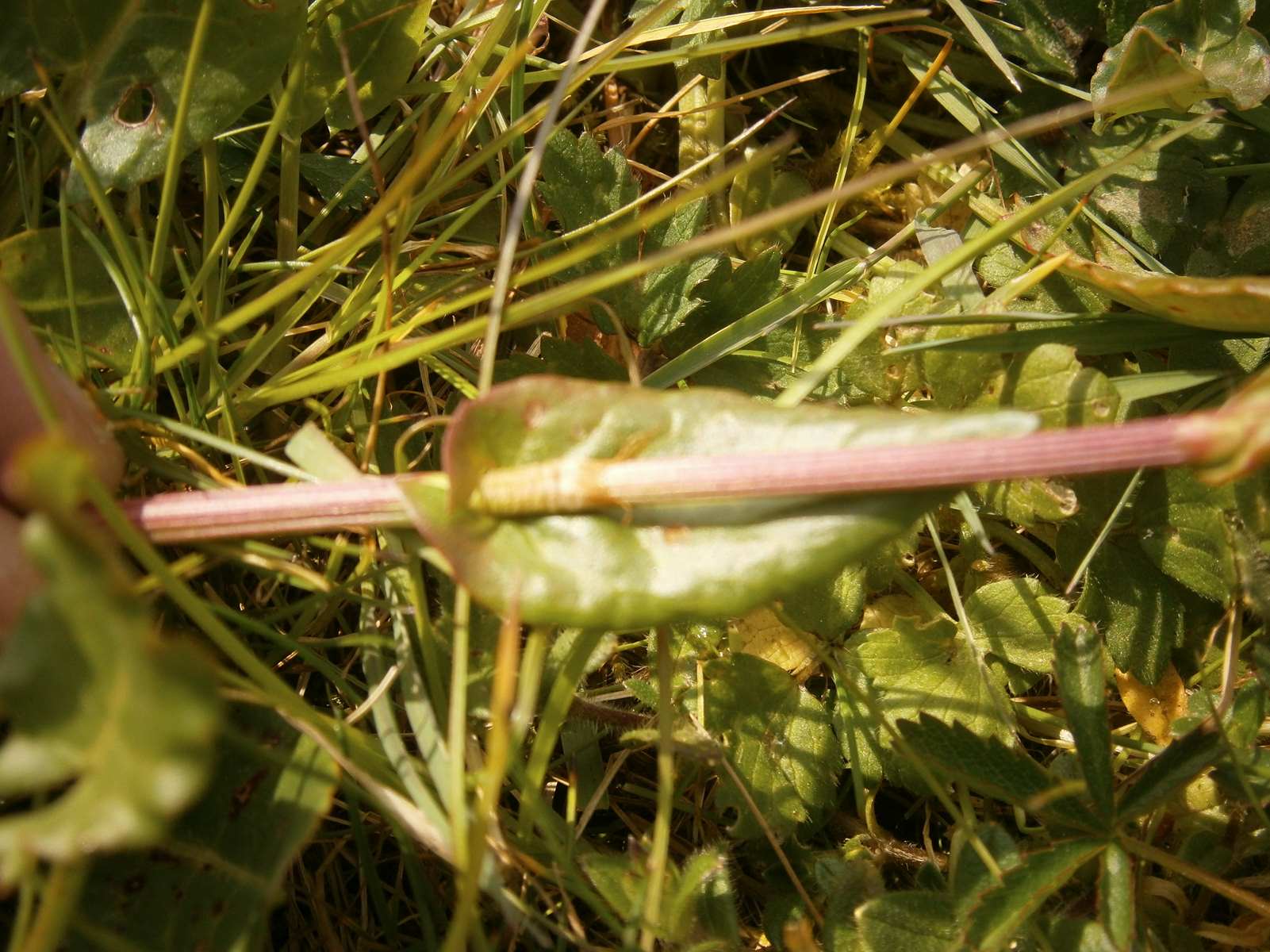 Annexe Rumex acetosa-oseille-mars20-86-jardin St Jal (3).jpg