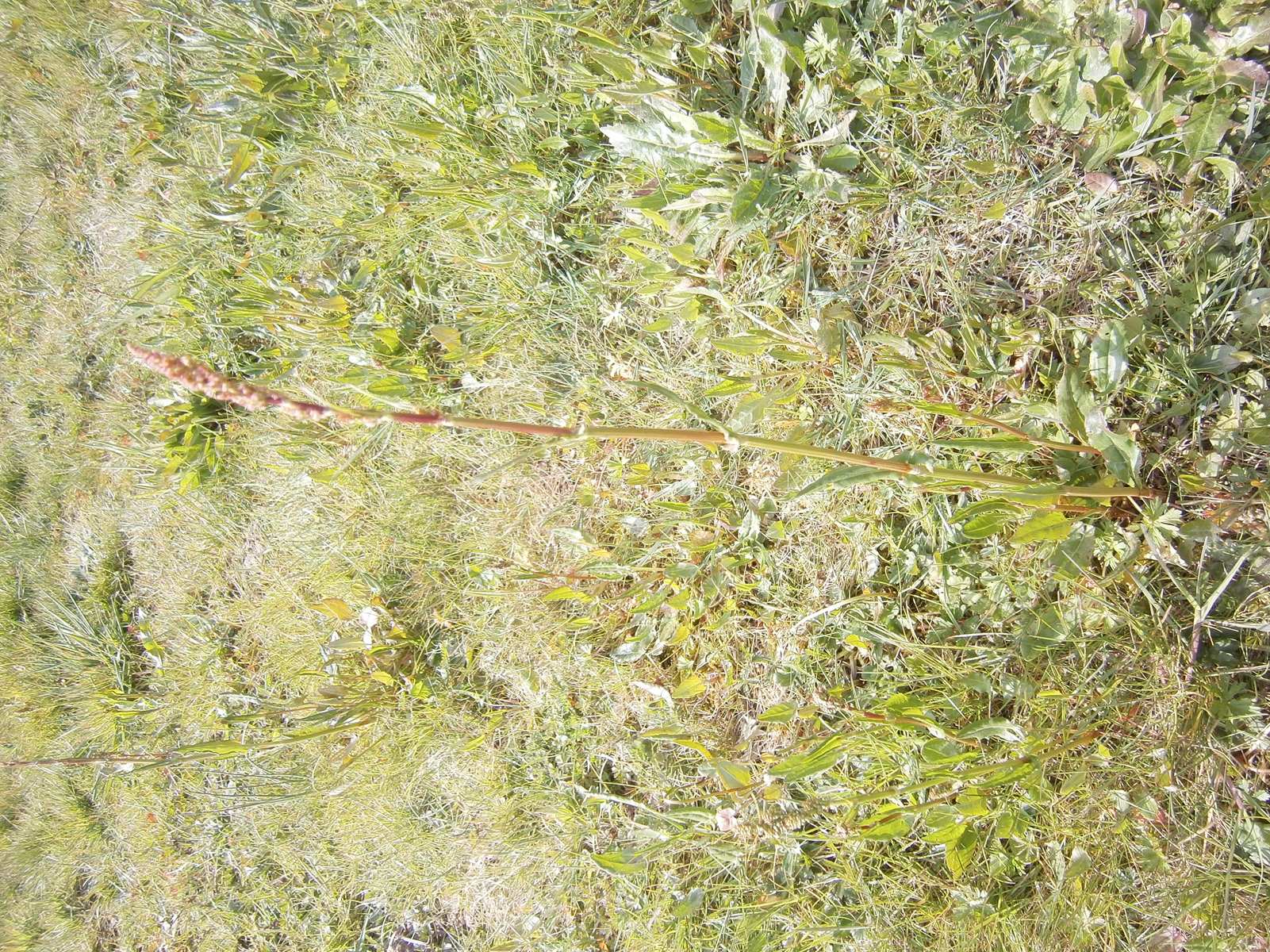 Annexe Rumex acetosa-oseille-mars20-86-jardin St Jal (5).jpg