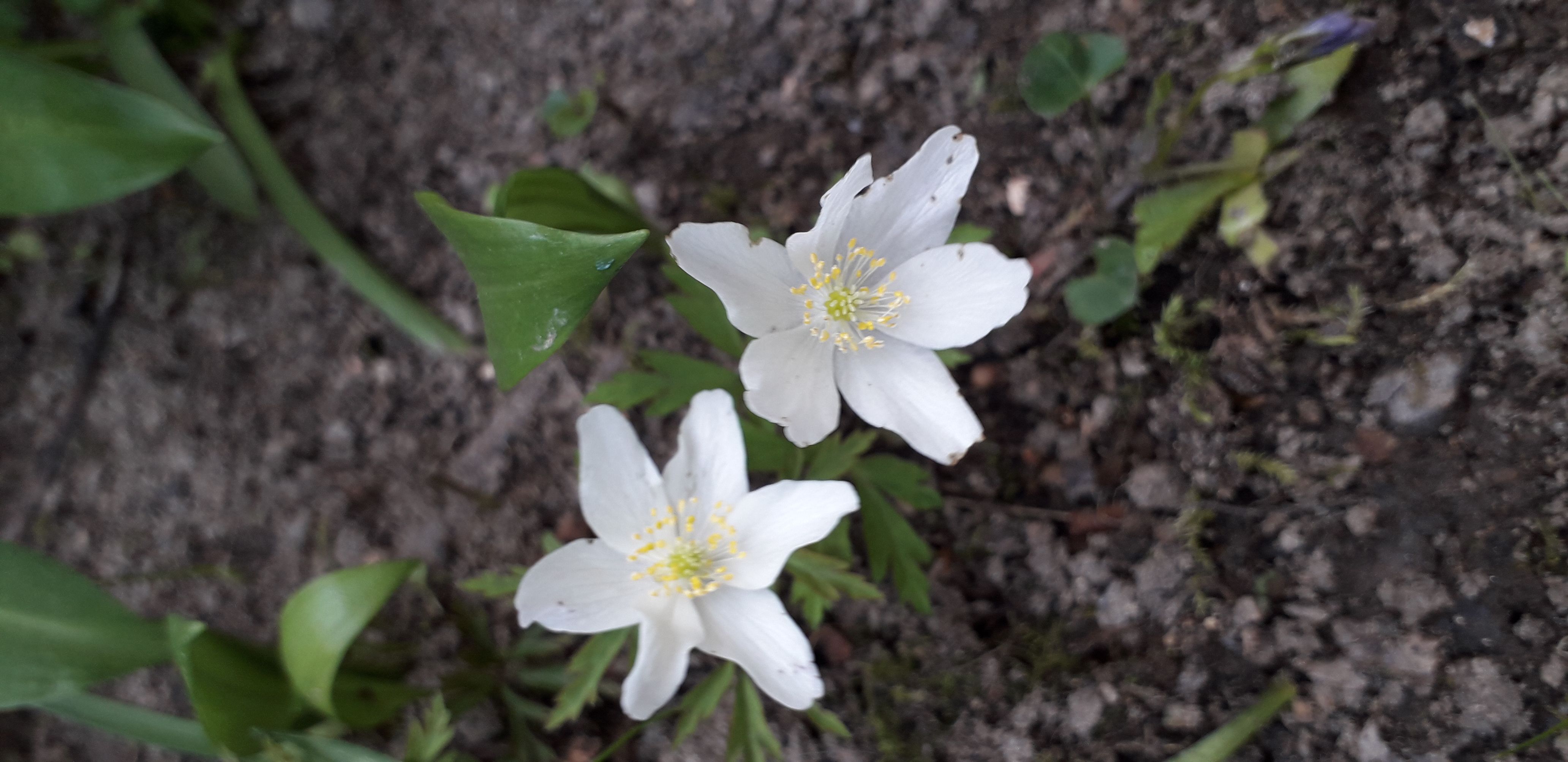 Annexe 20200327_164004-compressor.jpg