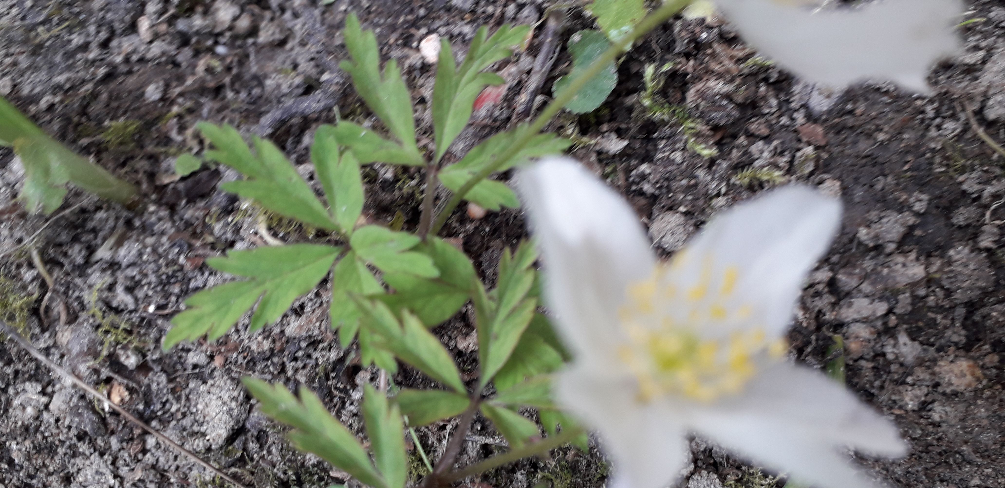 Annexe 20200327_164053-compressor.jpg