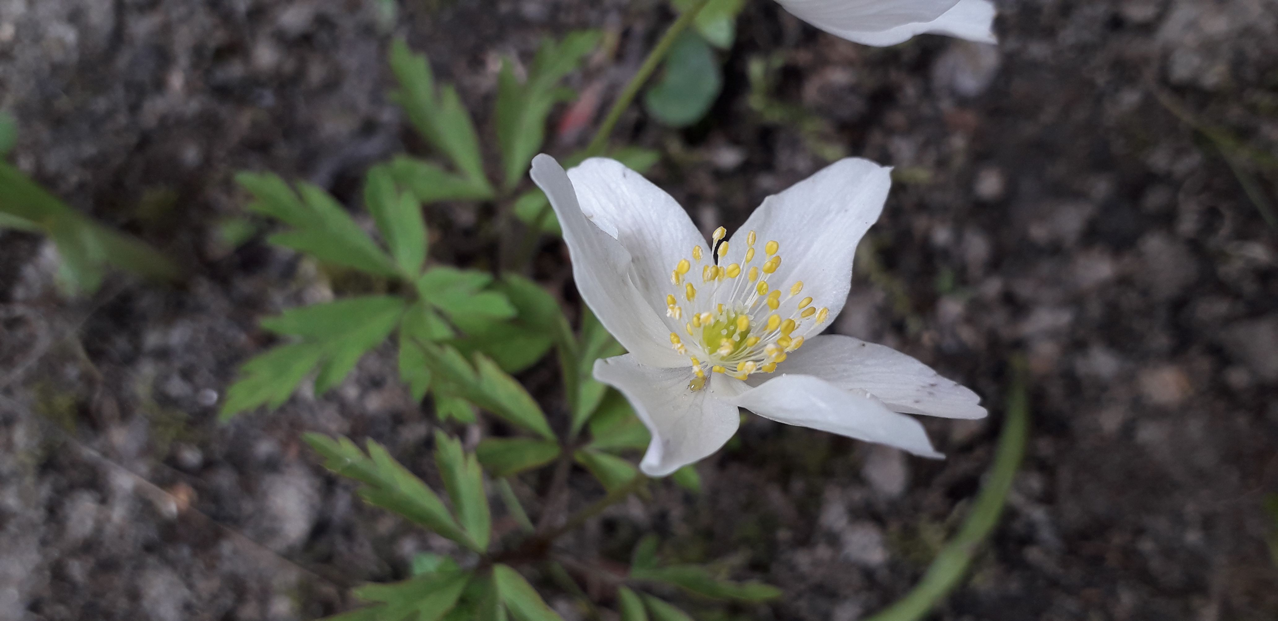 Annexe 20200327_164100-compressor.jpg