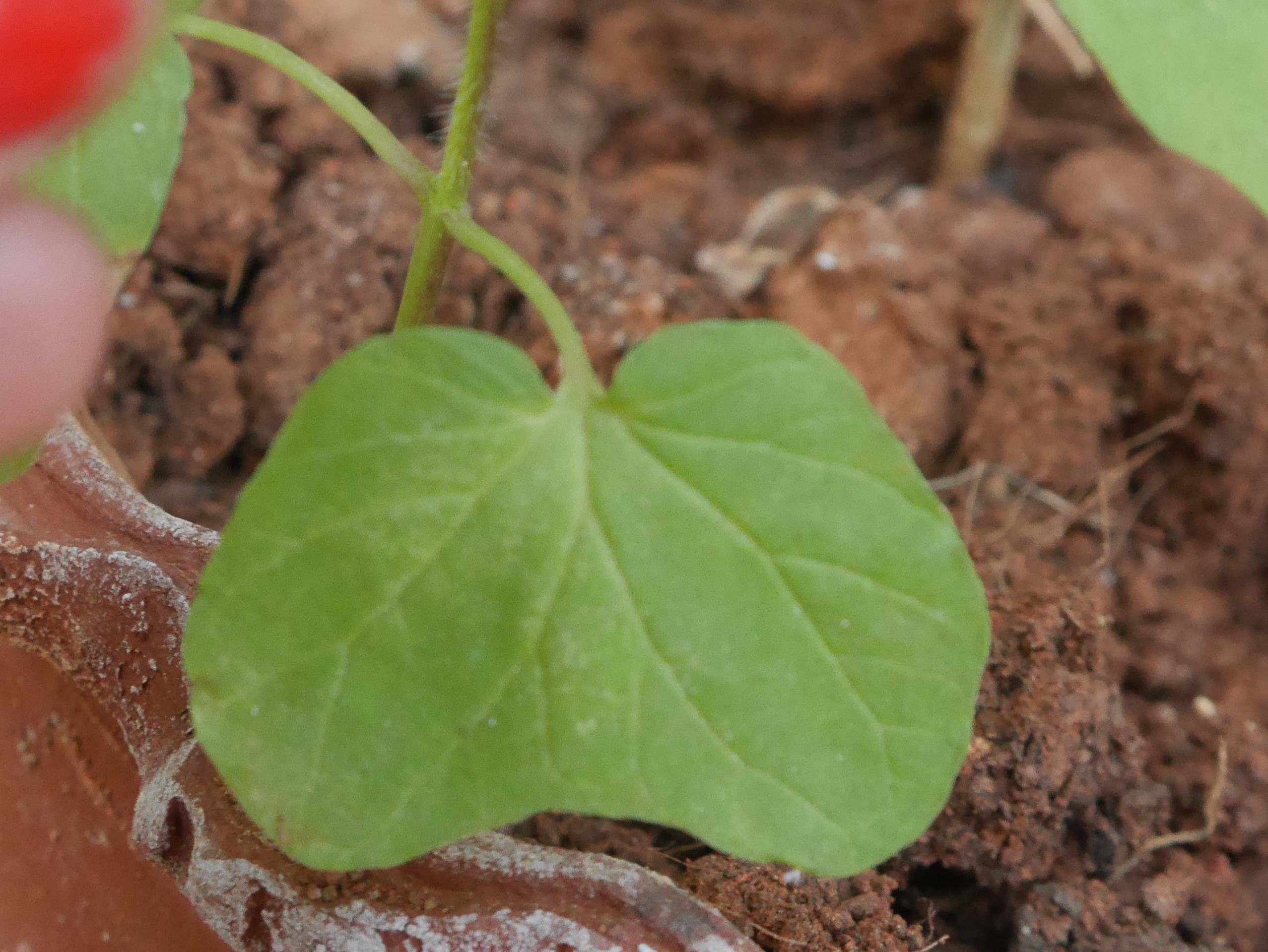 Annexe Detail feuille base.jpg