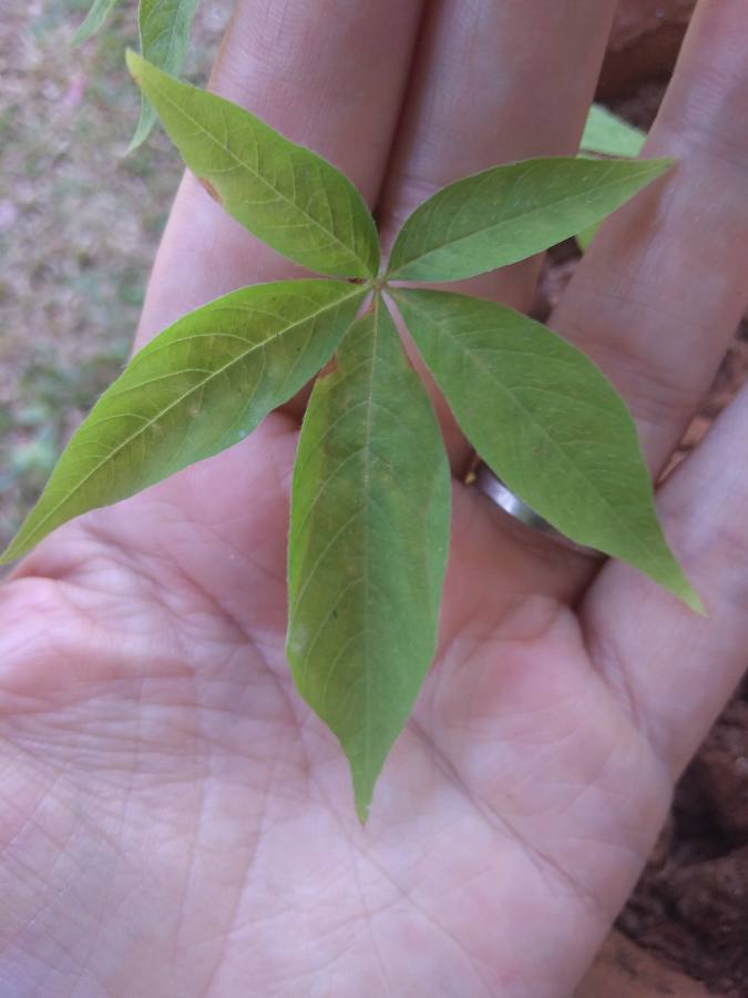 Annexe Detail feuille.jpeg