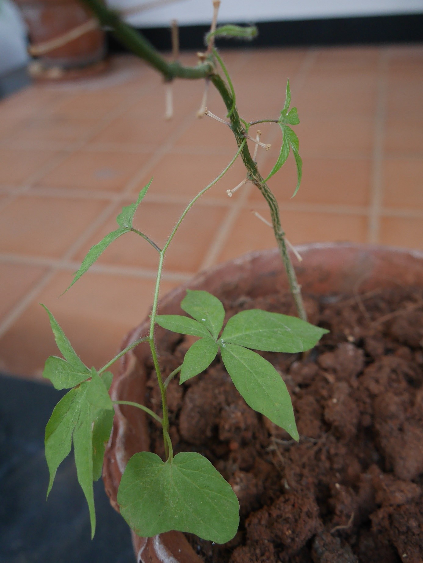 Annexe Photo densemble  tige.jpg