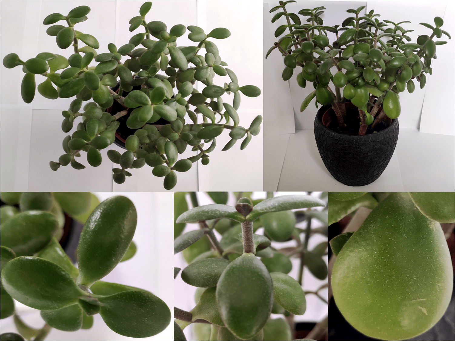 Annexe Crassula ovata.png