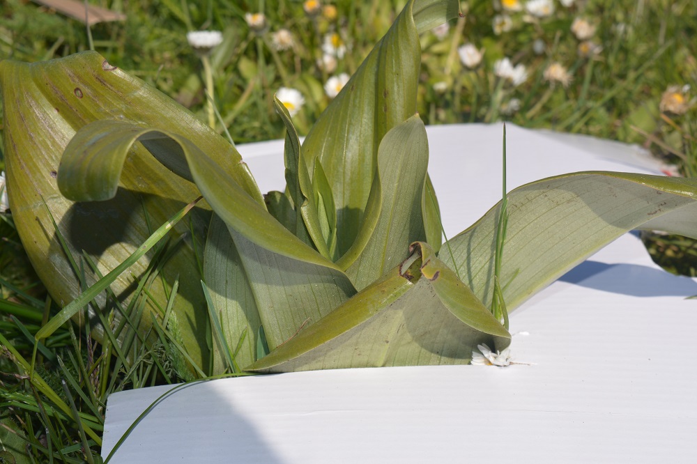 Annexe ORCHIS ??.JPG