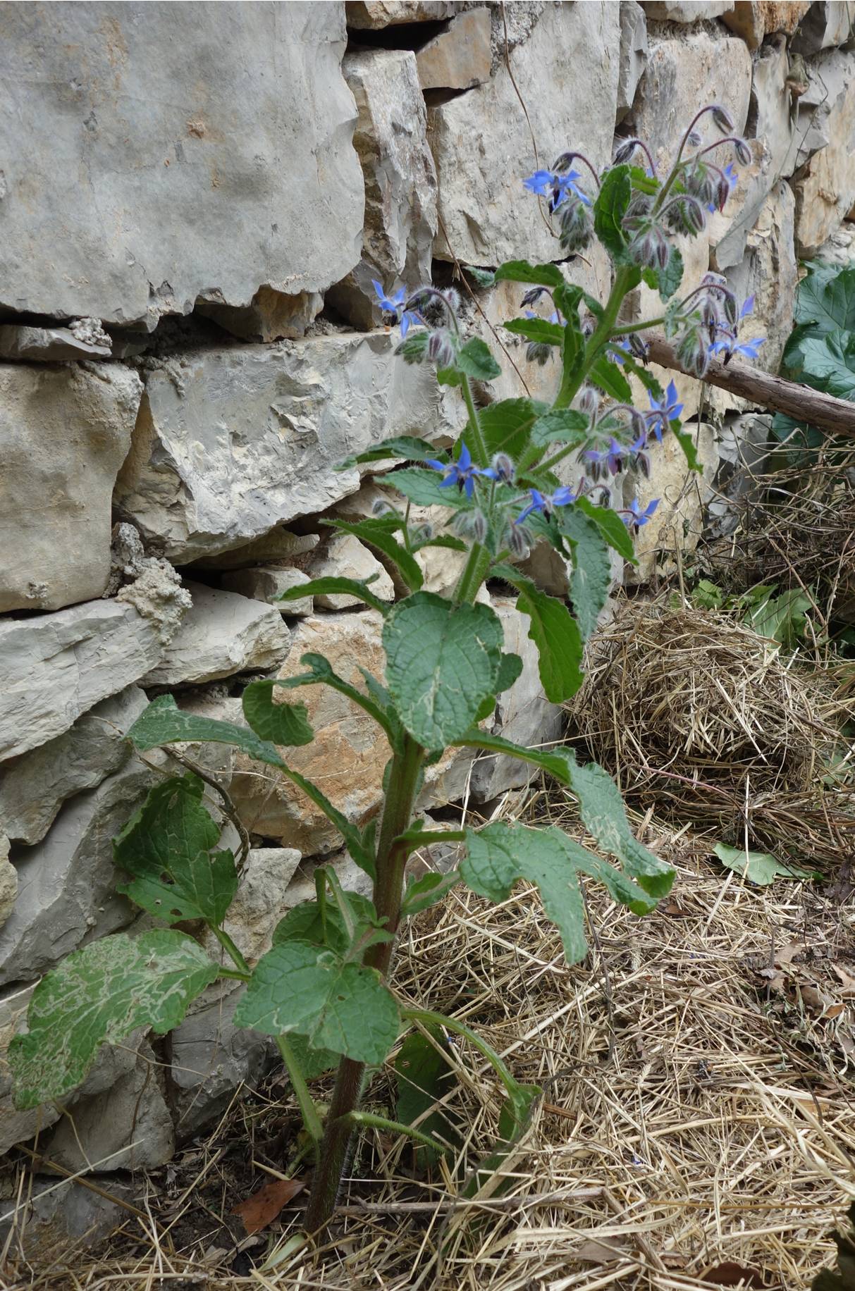 Annexe bourrache1.jpg