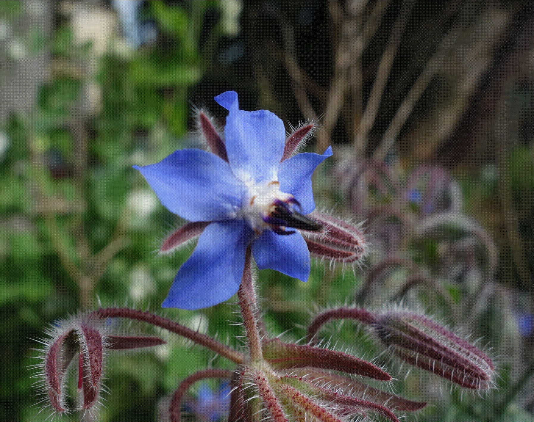 Annexe bourrache2.gif