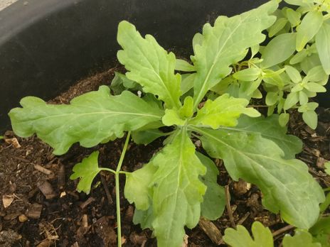 Annexe IMG_20200330_121817 petite.jpg