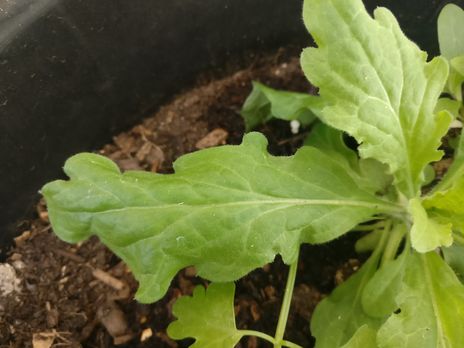 Annexe IMG_20200330_121823 petite.jpg