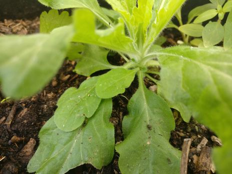 Annexe IMG_20200330_121837_001 petite.jpg