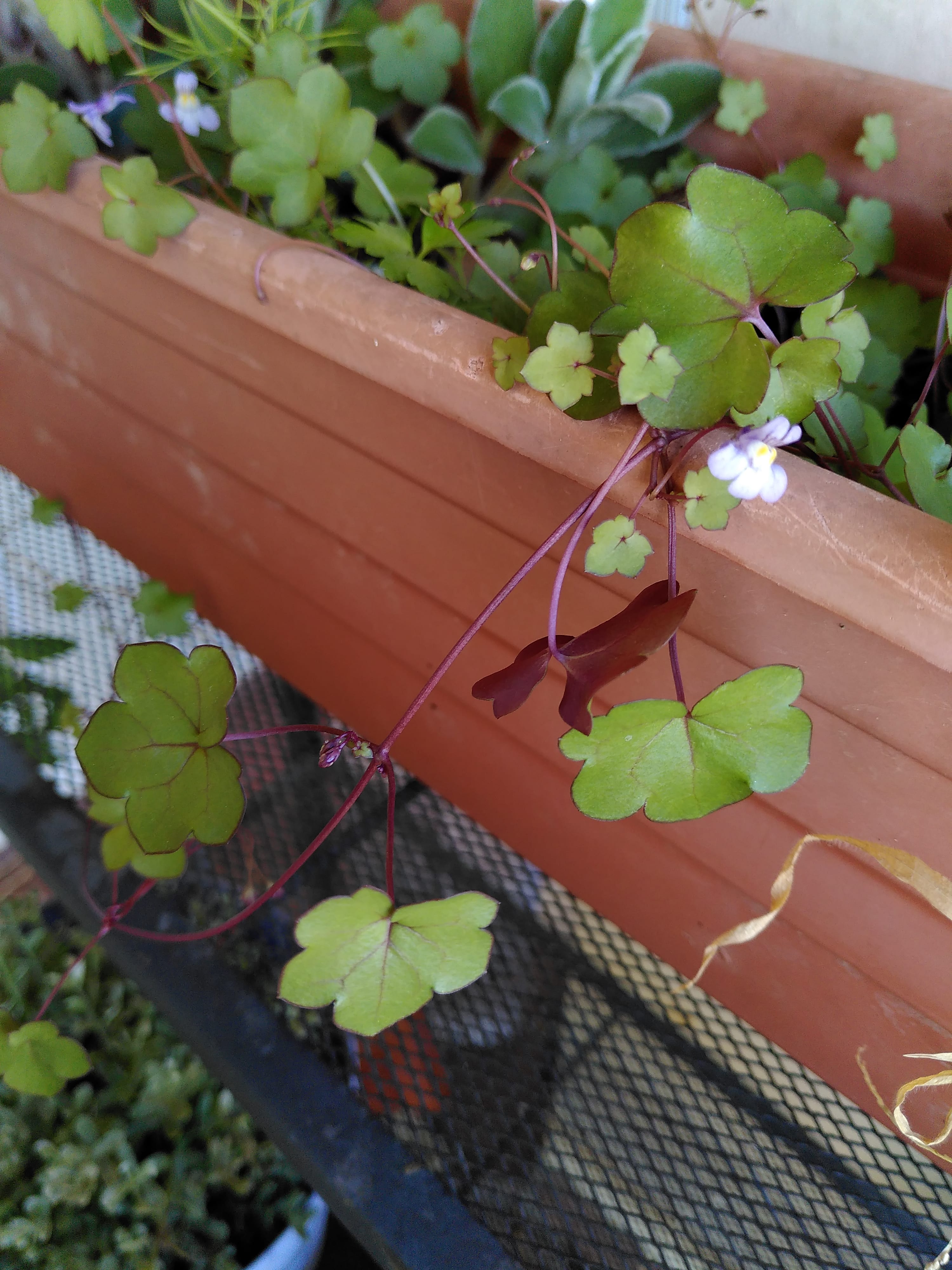 Annexe IMG_20200330_153144-min.jpg