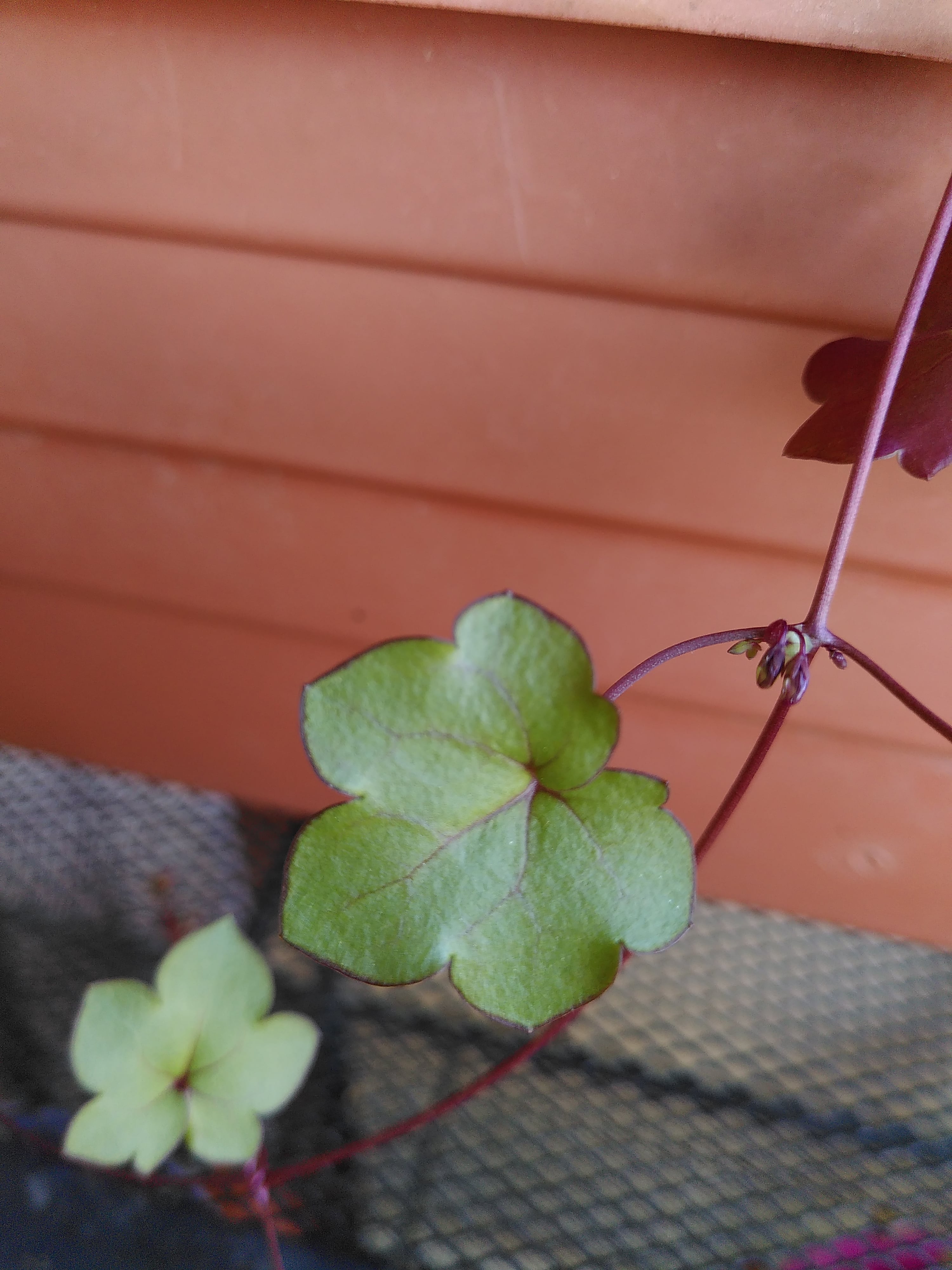 Annexe IMG_20200330_153235-min.jpg