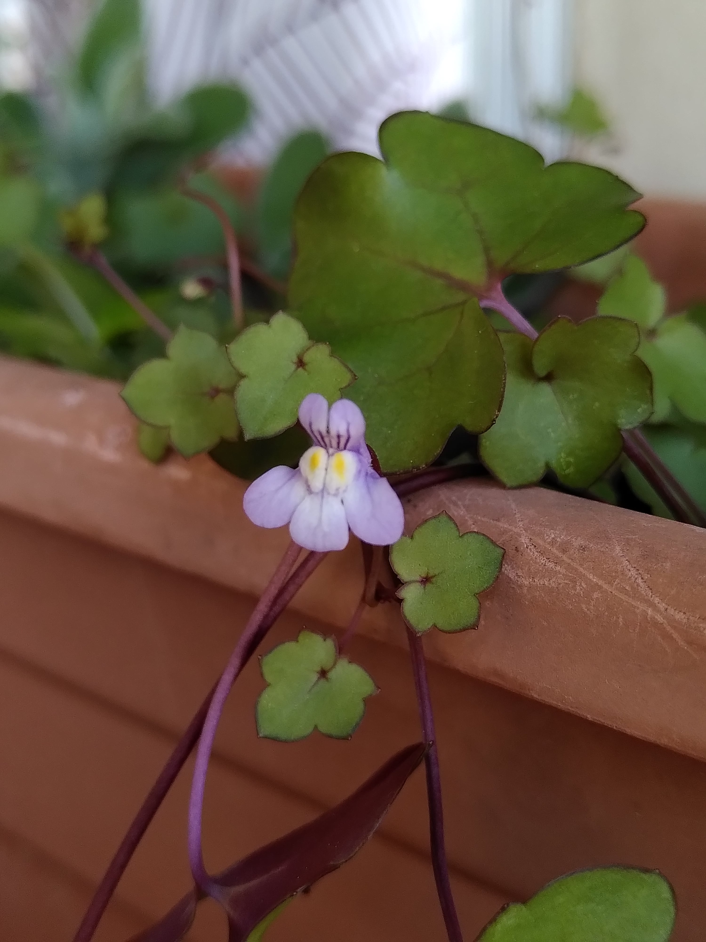 Annexe IMG_20200330_153321-min.jpg