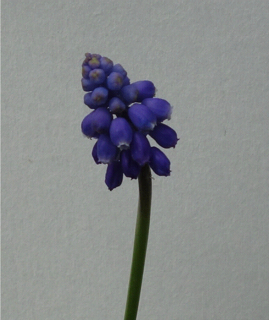 Annexe muscari closup.gif