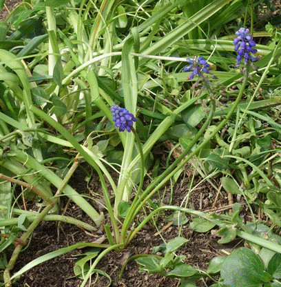 Annexe muscari forum.gif