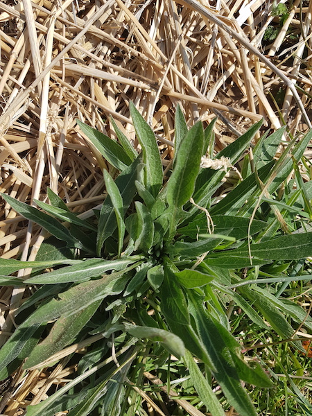 Annexe 20200330_145956.jpg