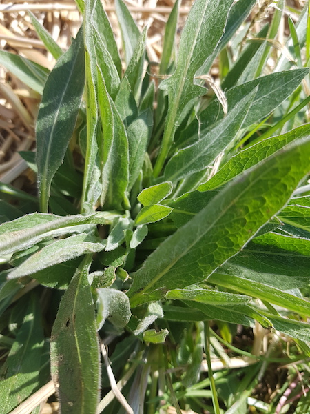 Annexe 20200330_150012.jpg