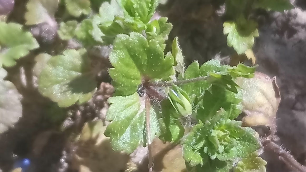 Annexe feuille de la tige.jpg