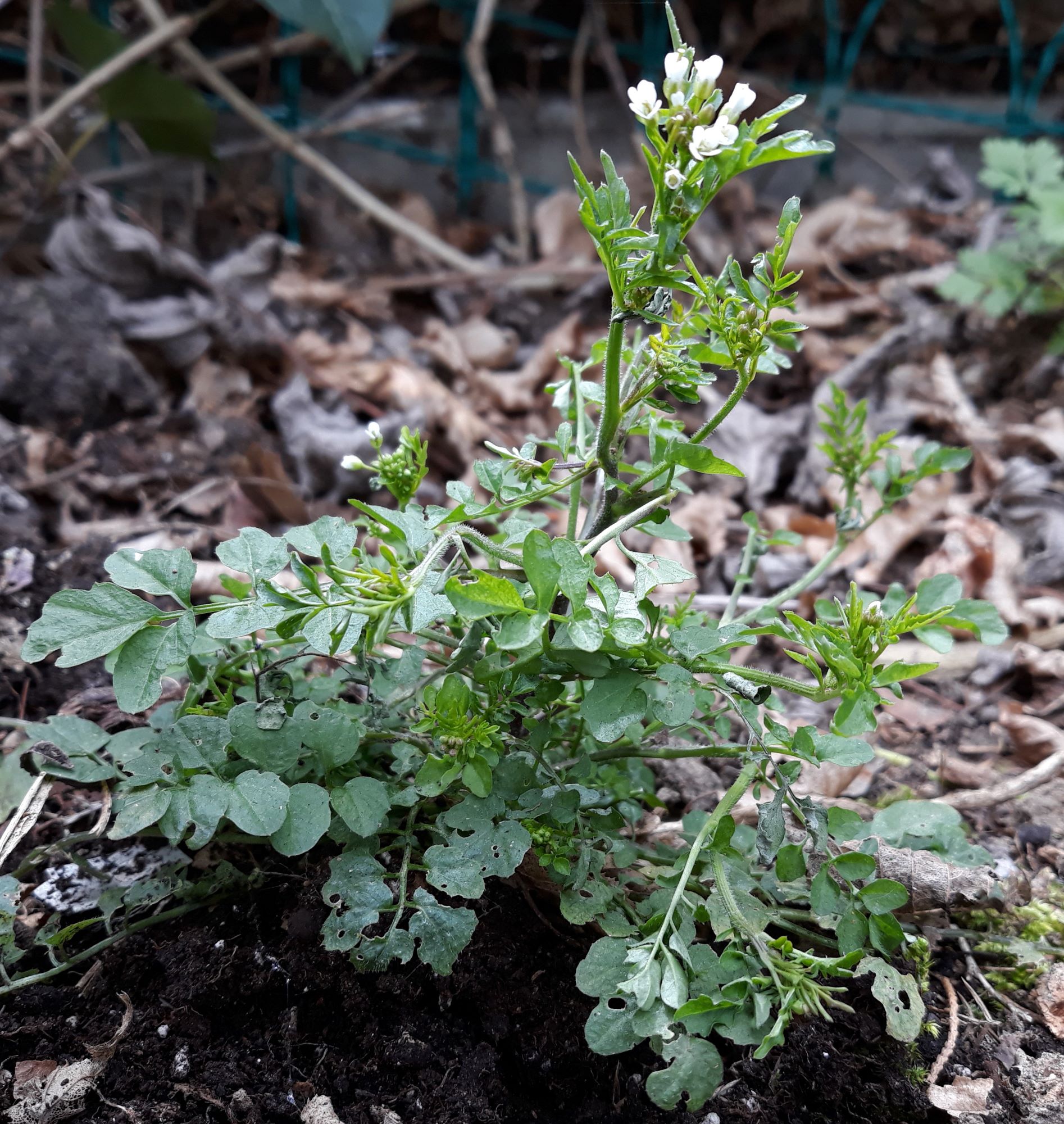 Annexe cardamine .jpg