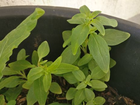 Annexe IMG_20200330_121905 petite.jpg