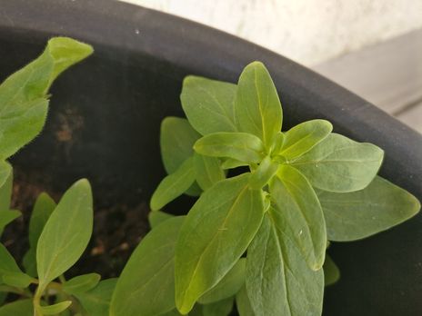 Annexe IMG_20200330_121915 petite.jpg