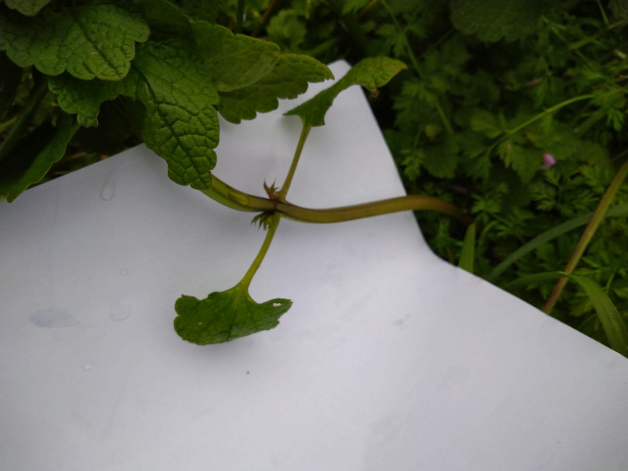 Annexe 2-paparazzi des plantes.jpg