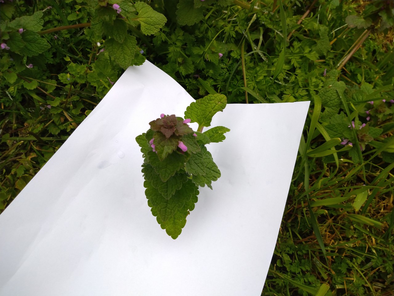 Annexe 2-paparazzi des plantes2.jpg