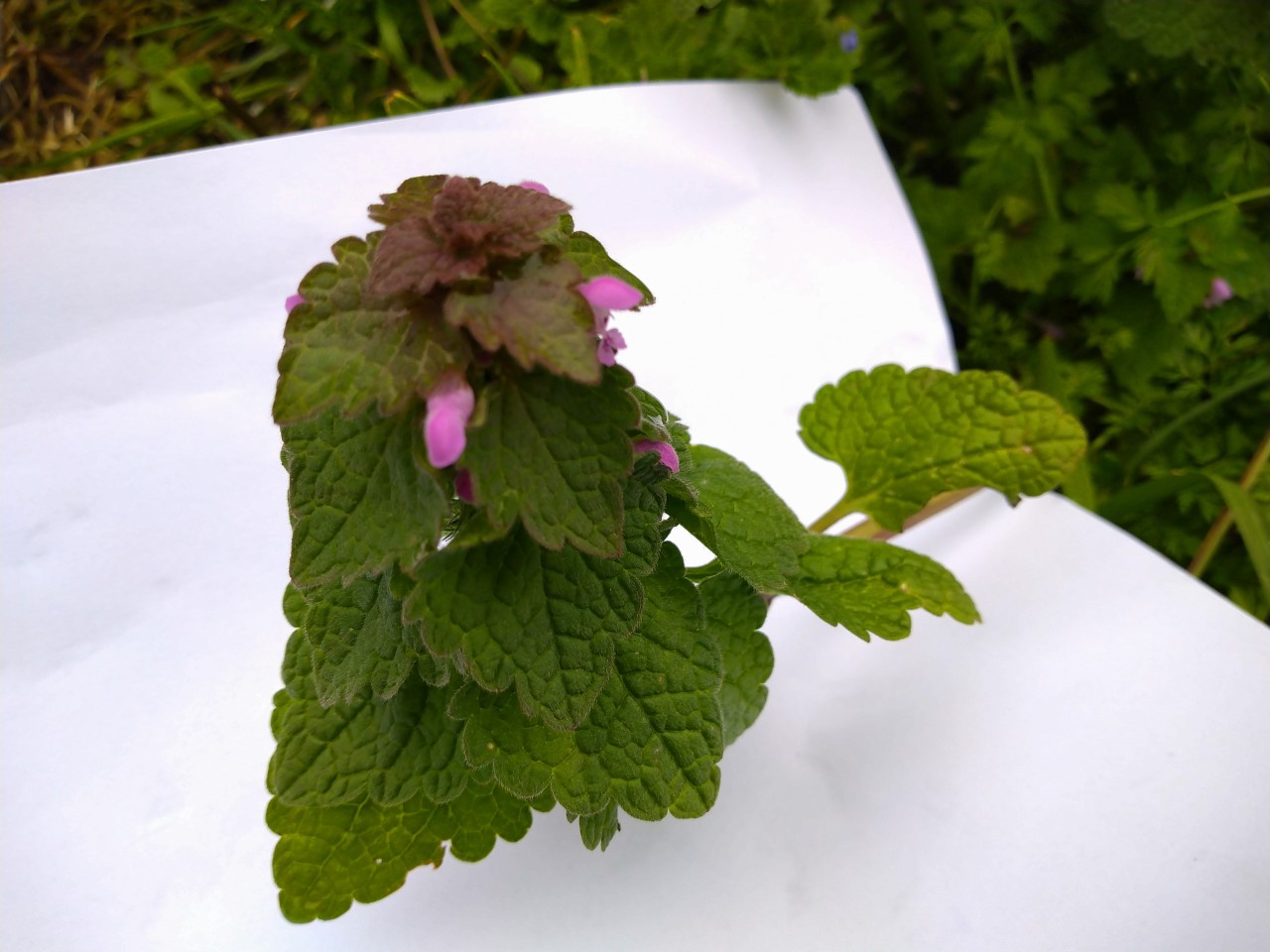 Annexe 2-paparazzi des plantes3.jpg