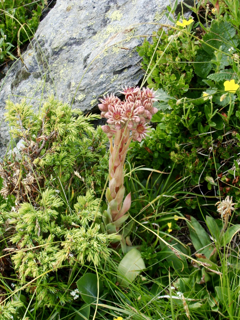Annexe Jourbade aranéeuse.jpg