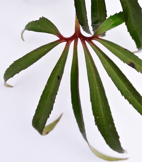 Annexe 20200330_123018.jpg