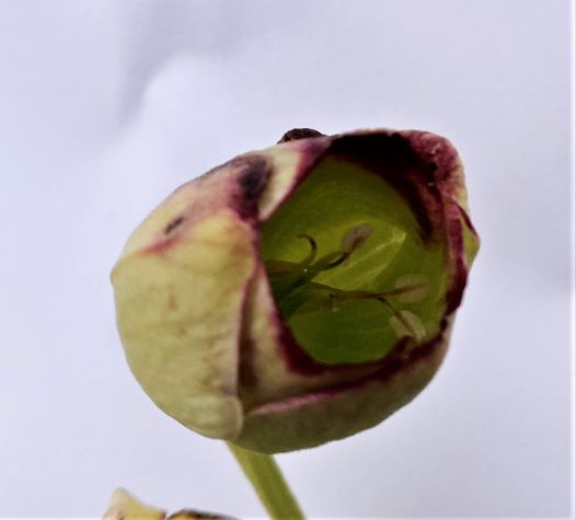 Annexe 20200330_123435_001.jpg