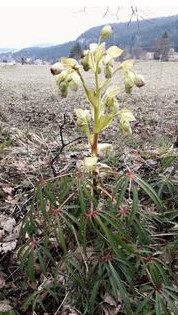 Annexe fleur entiere.jpg