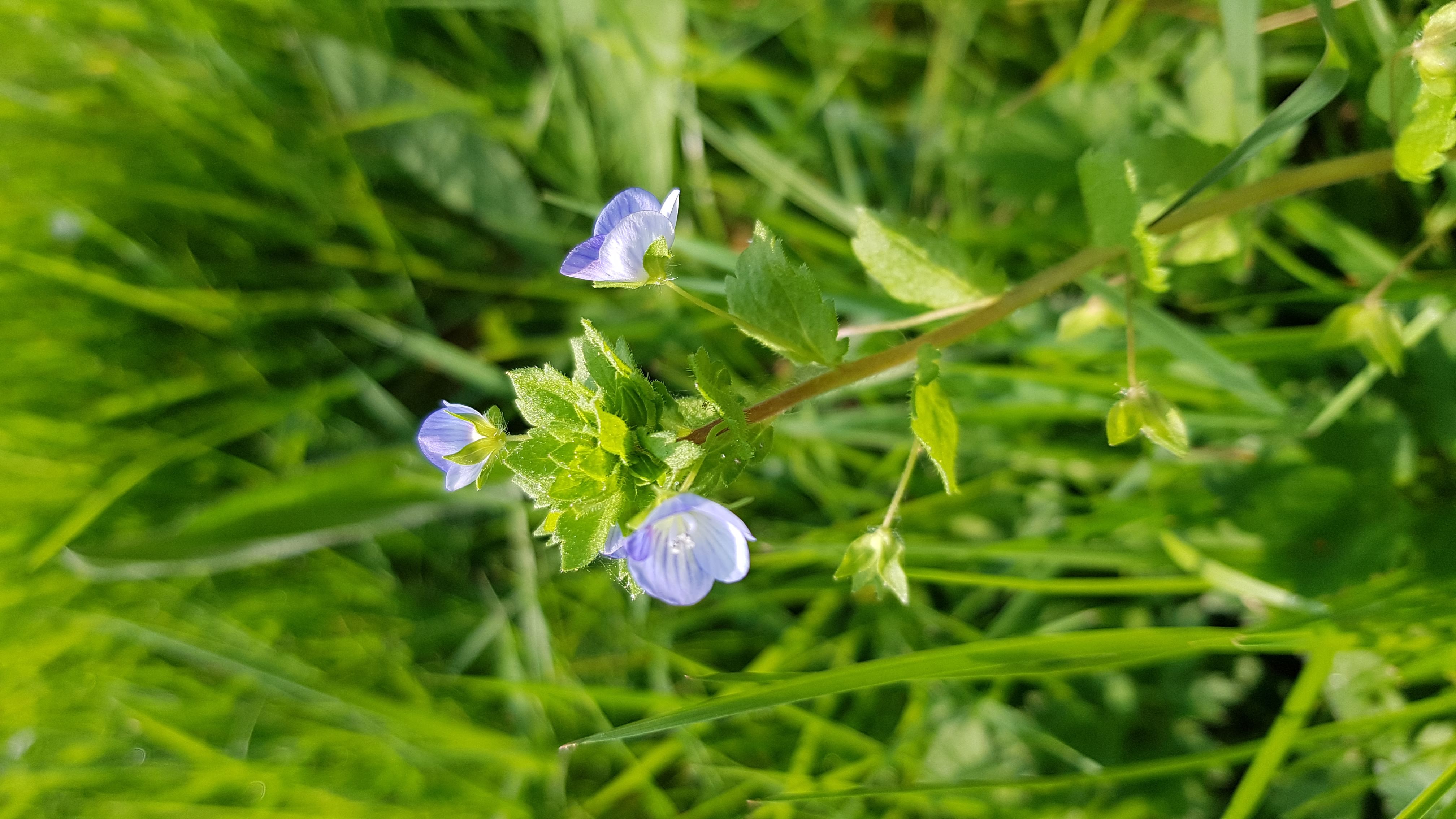 Annexe 20200328_112742.jpg